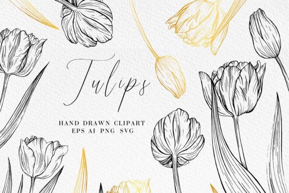 Download Tulip Line Art Illustrations - Line art illustrations Collection